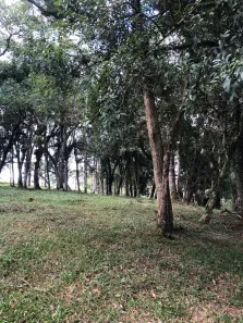 Fazenda/Sítio à venda, 20000m² no Bateias de Baixo, Campo Alegre