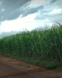 com 1 Quarto à venda, 250m² no , Nova Brasilândia