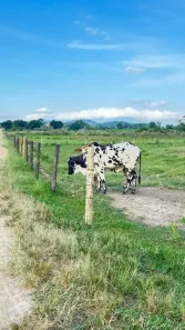 Fazenda/Sítio com 3 Quartos à venda, 250000m² no Área Rural de Cachoeiras de Macacu, Cachoeiras de Macacu