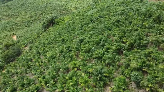 Fazenda/Sítio à venda, 8m² no , Sete Barras