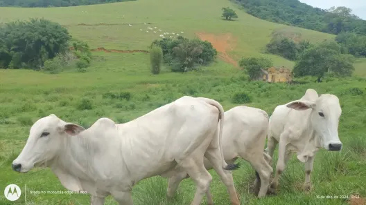 Fazenda/Sítio com 4 Quartos à venda, 100000000m² no Cidade Beira Mar, Rio das Ostras