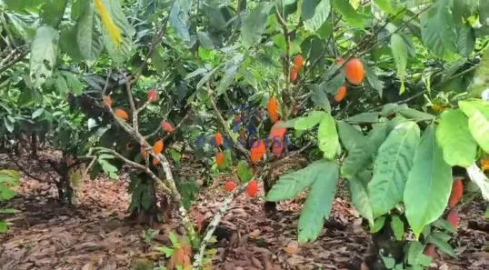 Fazenda/Sítio à venda, 80m² no Centro, Itacaré