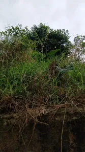 Lote/Terreno à venda, 17000m² no Jardim Madre Ângela, Poá