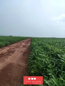 Fazenda/Sítio à venda, 116280000m² no Centro, Naviraí