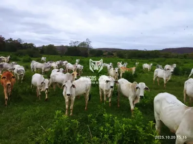 Fazenda/Sítio à venda, 999999999m² no , Ponto Chique