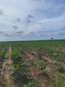 Fazenda/Sítio com 3 Quartos à venda, 410000m² no , Macaíba