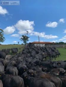 Lote/Terreno à venda, 2980000m² no , Santana do Itararé