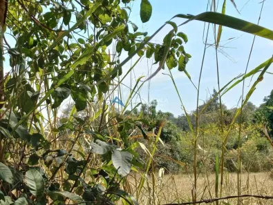 Lote/Terreno à venda, 20253m² no Sousas, Campinas