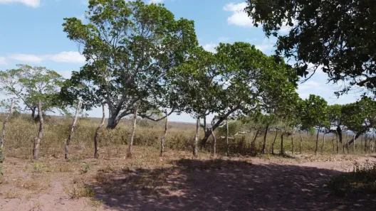 Fazenda/Sítio com 10 Quartos à venda, 2400000m² no , Floresta
