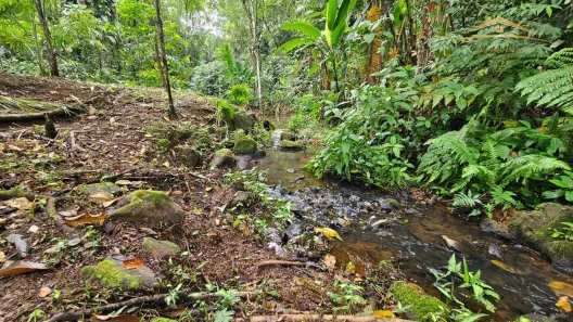 Fazenda/Sítio com 1 Quarto à venda, 23560m² no Morretes, Morretes