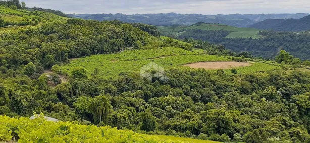 Fazenda/Sítio à venda, 65000m² no , Monte Belo do Sul