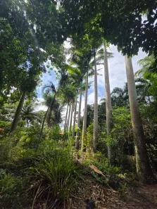 Fazenda/Sítio com 2 Quartos à venda, 140000m² no Zona de Expansão Urbana Sul, Macaíba