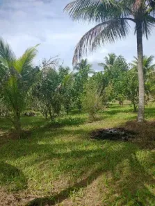 Fazenda/Sítio à venda, 12600m² no Vila Rica, Itaboraí