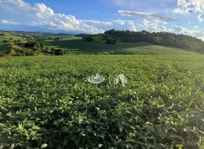 Fazenda/Sítio à venda, 355740m² no Irerê, Londrina