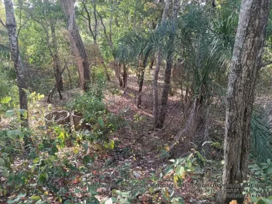 Fazenda/Sítio com 1 Quarto à venda, 26600m² no Área Rural de Cuiabá, Cuiabá