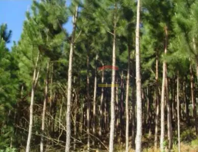 Fazenda/Sítio com 3 Quartos à venda, 26000m² no , Araçoiaba da Serra