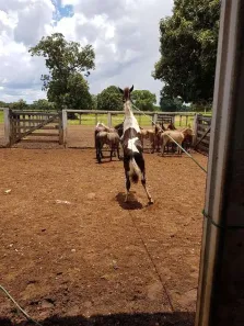 Fazenda/Sítio com 4 Quartos à venda, 10m² no , Britânia