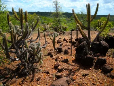 Fazenda/Sítio à venda, 126350000m² no , Campo Formoso
