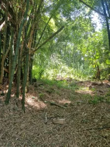 Lote/Terreno à venda, 5714m² no Ratones, Florianópolis