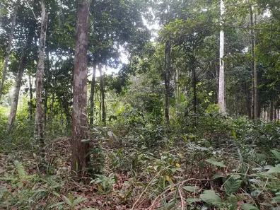 Lote/Terreno à venda, 1450m² no Arraial D'Ajuda, Porto Seguro