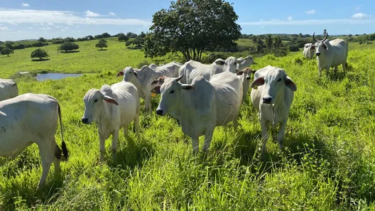 Fazenda/Sítio com 4 Quartos à venda, 200000m² no , Monte Alegre