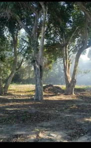 Fazenda/Sítio com 6 Quartos à venda, 500m² no , São João da Barra