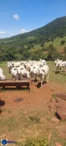 Fazenda/Sítio com 3 Quartos à venda, 38m² no Setor Central, Barro Alto