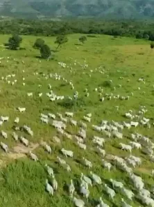 Fazenda/Sítio à venda no , Araguaiana
