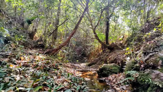 Fazenda/Sítio à venda, 20000m² no Setor de Habitações Individuais Sul, Brasília