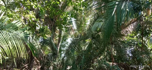 Fazenda/Sítio com 1 Quarto à venda, 180000m² no Centro, Chapada dos Guimarães