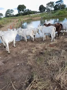 Fazenda/Sítio com 4 Quartos à venda, 24m² no , Araguaçu
