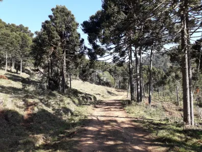 Fazenda/Sítio com 5 Quartos à venda, 180m² no Centro, Urupema