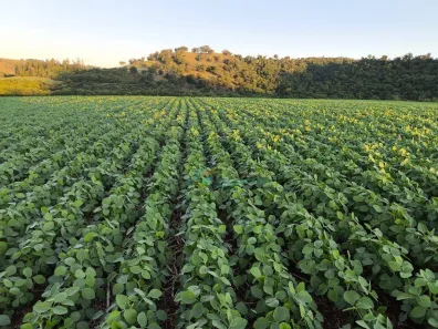Fazenda/Sítio com 2 Quartos à venda, 160m² no , Roncador
