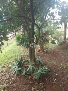 Lote/Terreno à venda, 360m² no Stella Maris, Alvorada