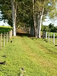 Fazenda/Sítio com 3 Quartos à venda, 242000m² no Centro, Nhandeara
