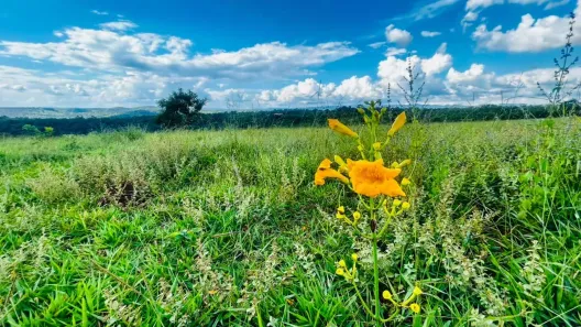 Lote/Terreno à venda, 20000m² no Pinhões, Santa Luzia