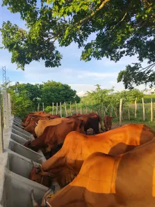 Fazenda/Sítio com 3 Quartos à venda, 440000m² no , Bom Jesus