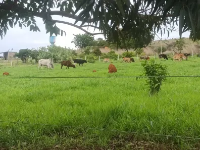 Fazenda/Sítio com 3 Quartos à venda, 100000m² no Área Rural de Planaltina, Planaltina