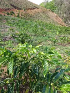 Fazenda/Sítio à venda, 484000m² no , Anchieta