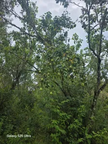 Lote/Terreno à venda, 20000m² no Cunha, Cunha