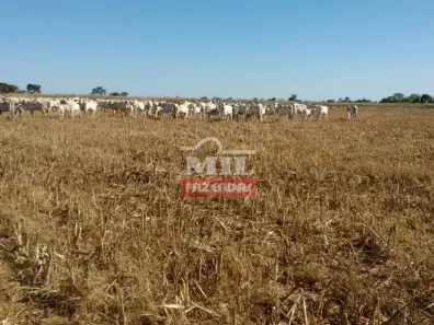 Fazenda/Sítio à venda, 20000m² no , Araguaçu