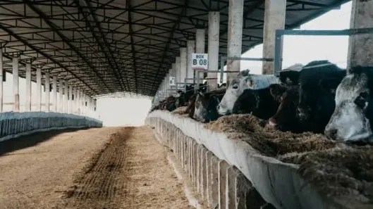 Fazenda/Sítio com 6 Quartos à venda, 260m² no , Paulo de Faria