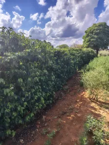 Fazenda/Sítio com 2 Quartos à venda, 60500m² no , Monte Santo de Minas