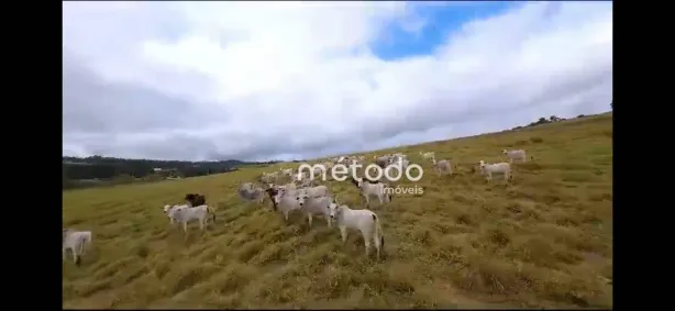 Fazenda/Sítio à venda, 302000m² no Luiz Carlos, Guararema