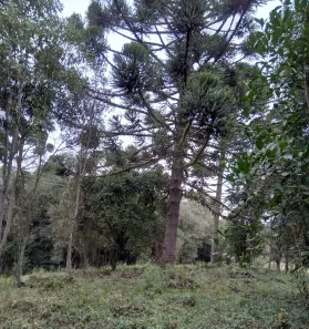 Fazenda/Sítio à venda, 6000m² no Campestre, Tijucas do Sul