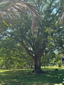 Fazenda/Sítio com 1 Quarto à venda, 3200m² no Agro Brasil (Sambaetiba), Itaboraí