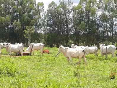 Lote/Terreno à venda, 20000m² no Zona Rural, Cachoeira da Prata