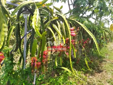 Fazenda/Sítio à venda, 500m² no Centro, Tupi Paulista