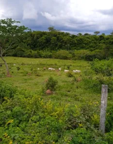 Fazenda/Sítio à venda no Setor Leste, Padre Bernardo