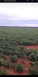 Fazenda/Sítio à venda no Centro, Brasilândia de Minas